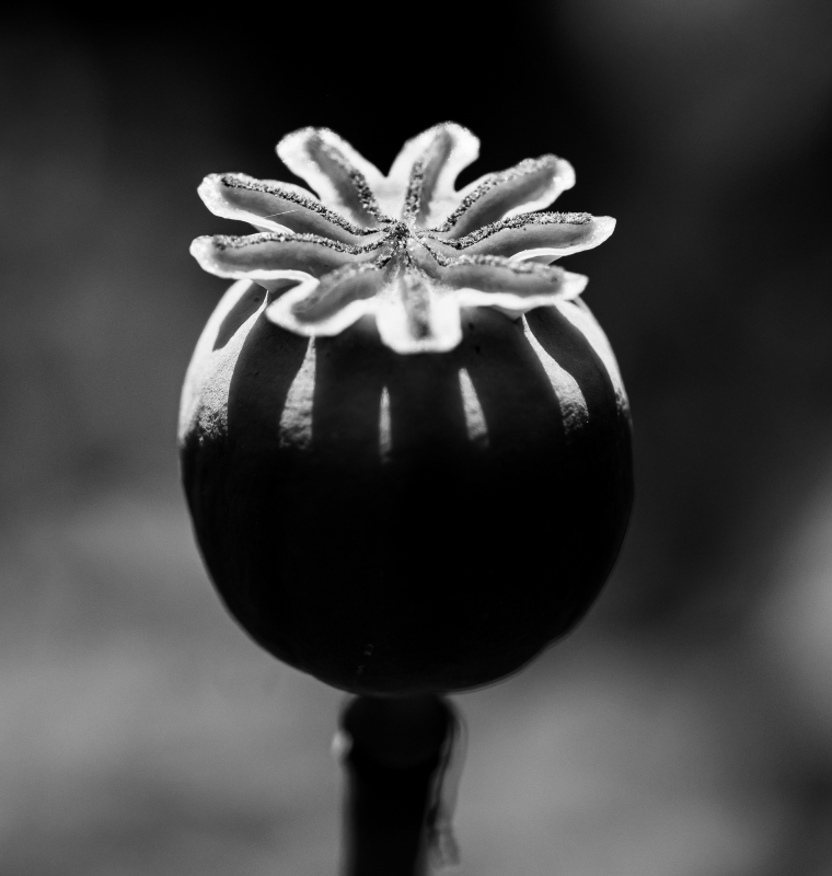 Blüten und Blumen in Schwarzweiss