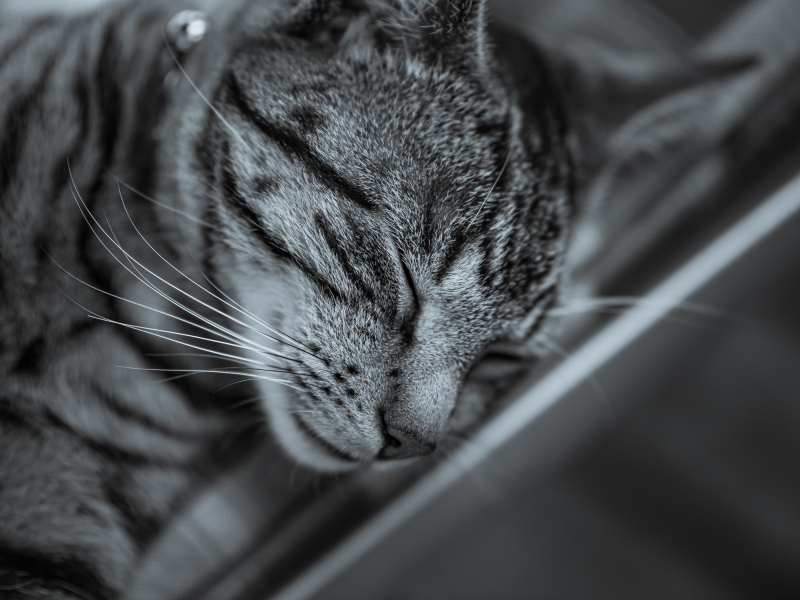 Katzenportrait Schwarzweiß