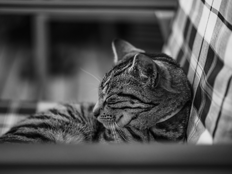 Katzenportrait Schwarzweiß