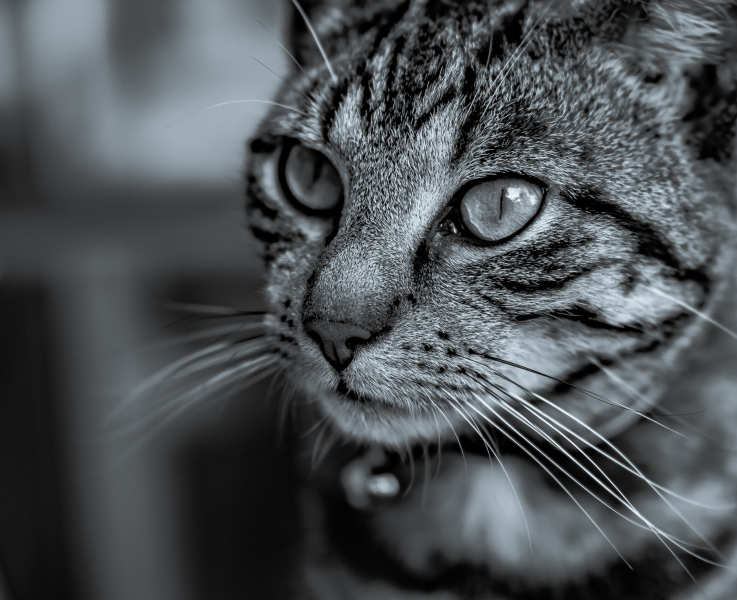 Katzenportrait Schwarzweiß