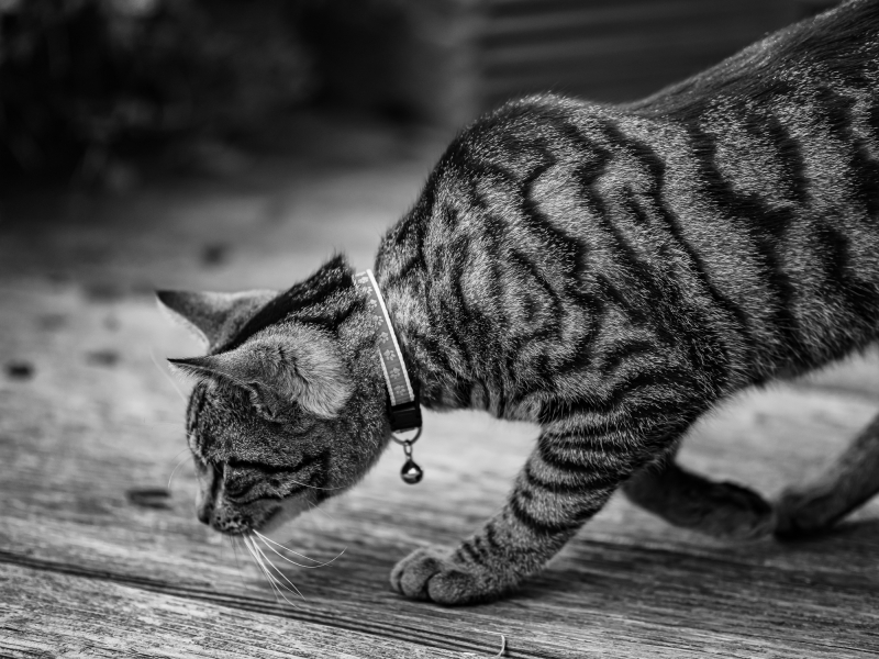 Katzenportrait Schwarzweiß