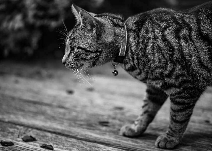 Katzenportrait Schwarzweiß