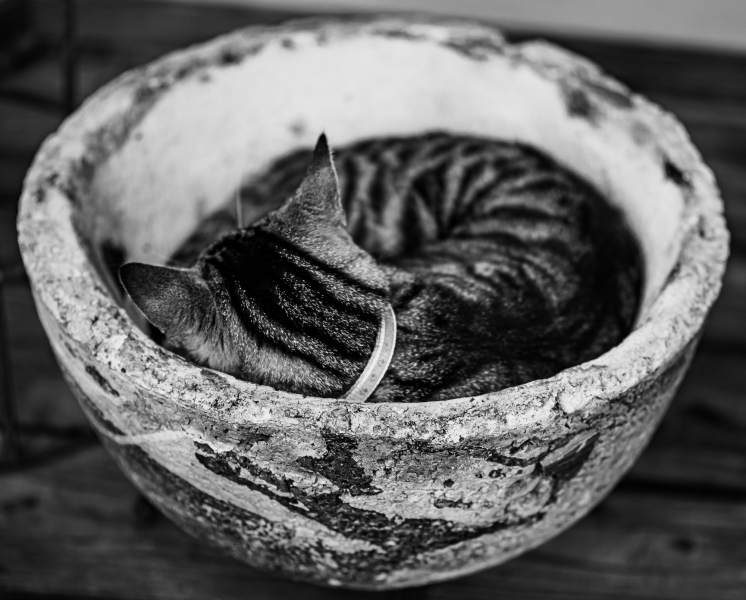 Katzenportrait Schwarzweiß