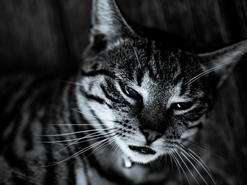 Katzenportrait Schwarzweiß