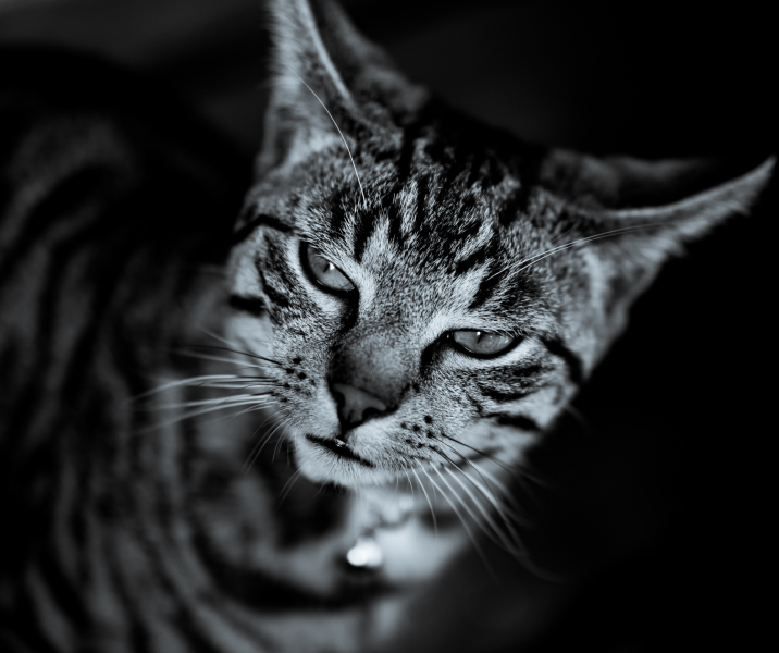 Katzenportrait Schwarzweiß