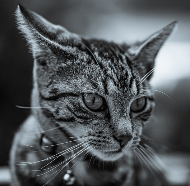 Katzenportrait Schwarzweiß