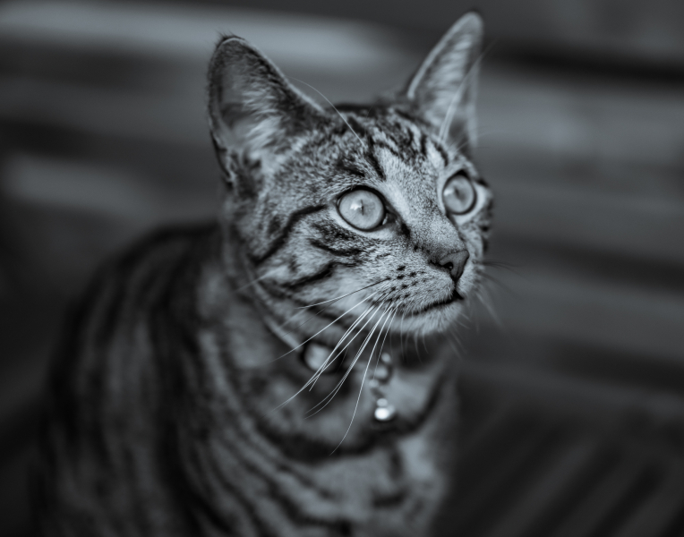 Katzenportrait Schwarzweiß