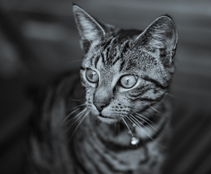 Katzenportrait Schwarzweiß