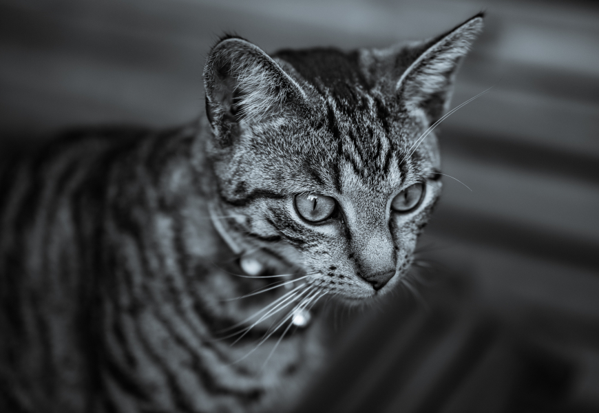 Katzenportrait Schwarzweiß