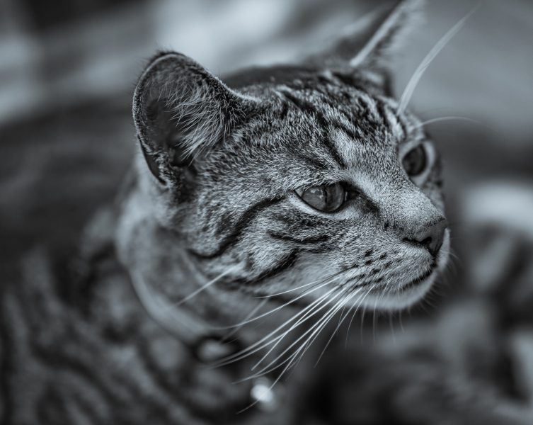 Katzenportrait Schwarzweiß