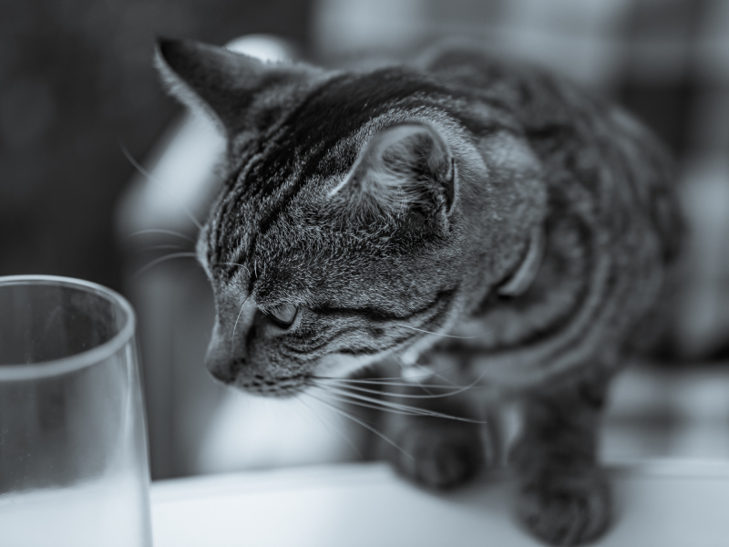 Katzenportrait Schwarzweiß