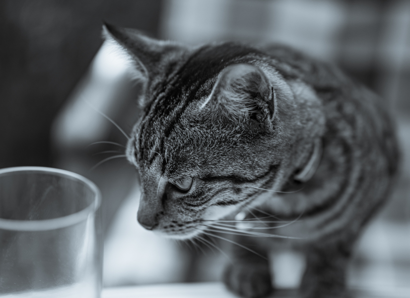 Katzenportrait Schwarzweiß