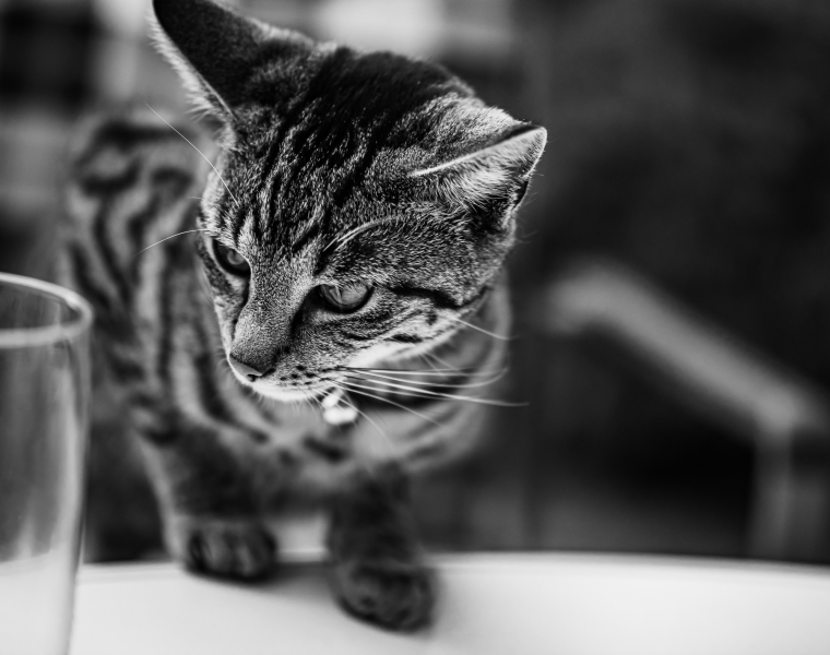 Katzenportrait Schwarzweiß