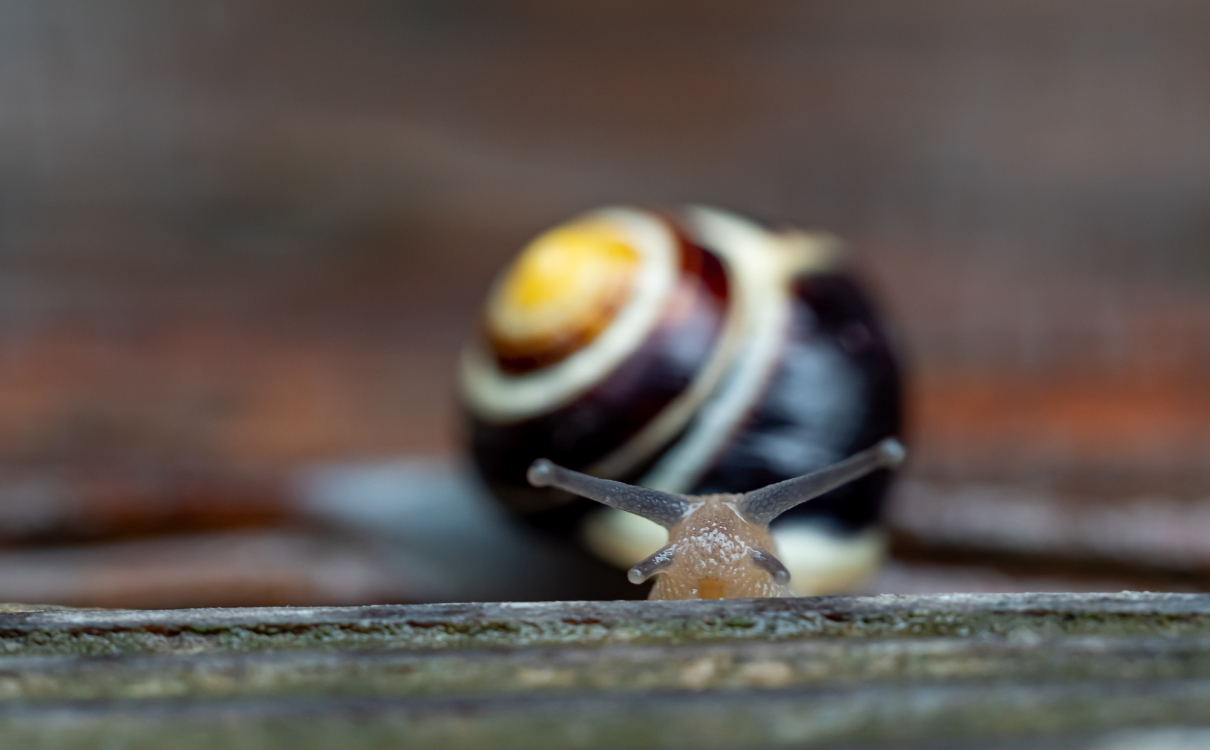 Schnecken unterwegs