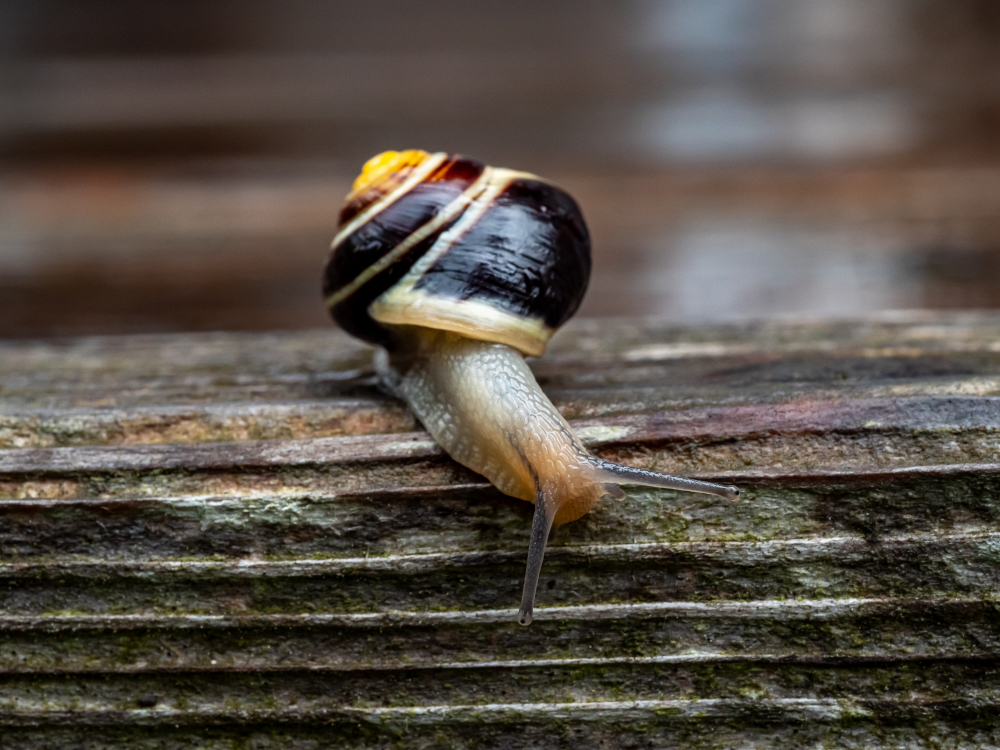 Schnecken unterwegs
