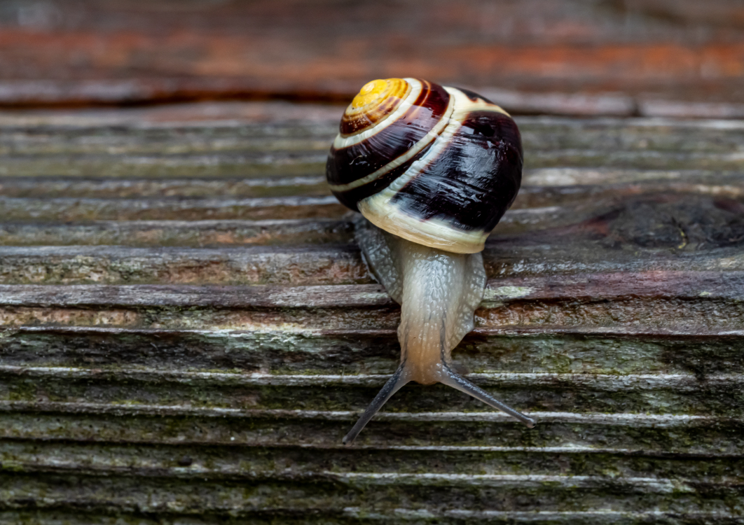 Schnecken unterwegs