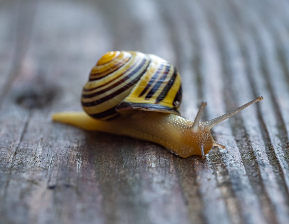 Schnecken unterwegs