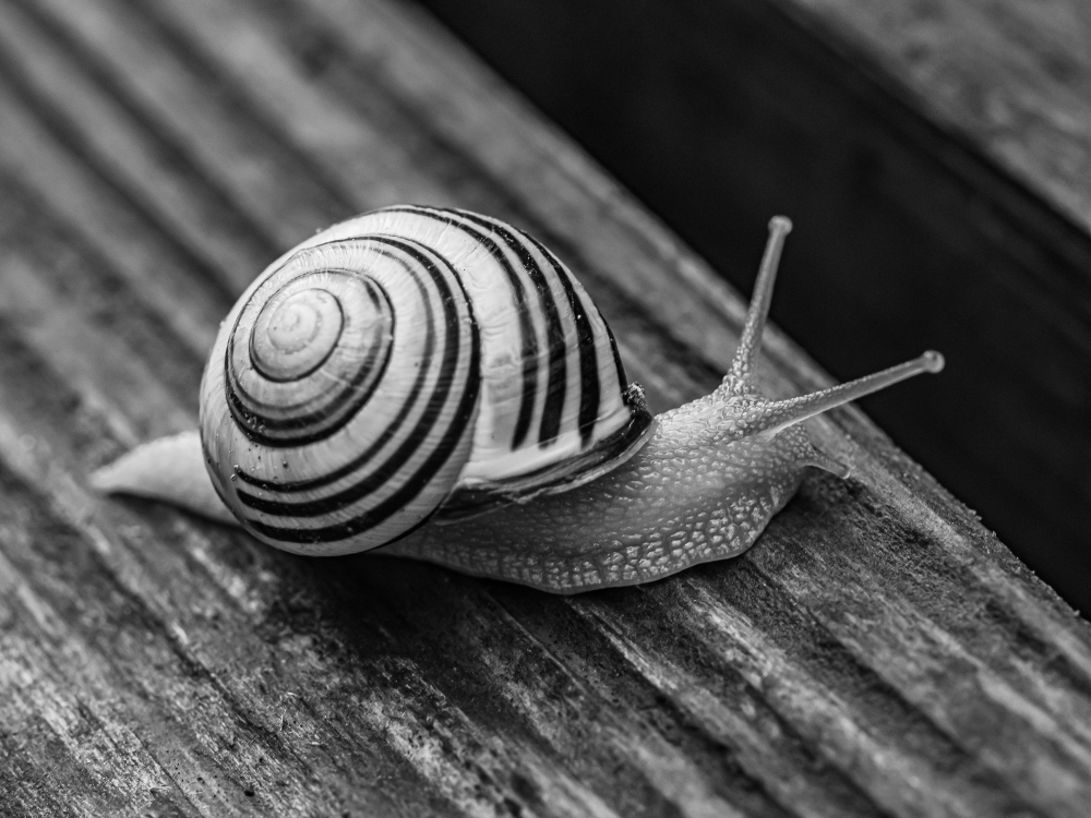 Schnecken unterwegs
