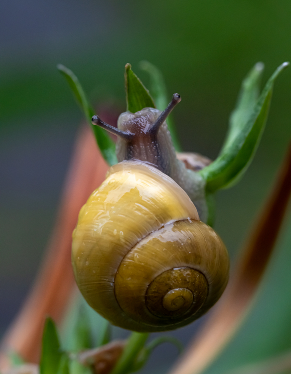 Schnecken unterwegs