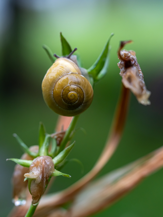 Schnecken unterwegs