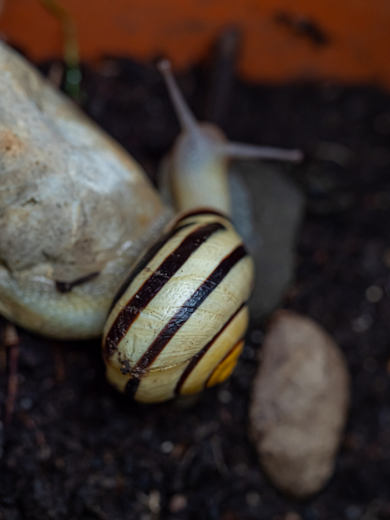 Schnecken unterwegs