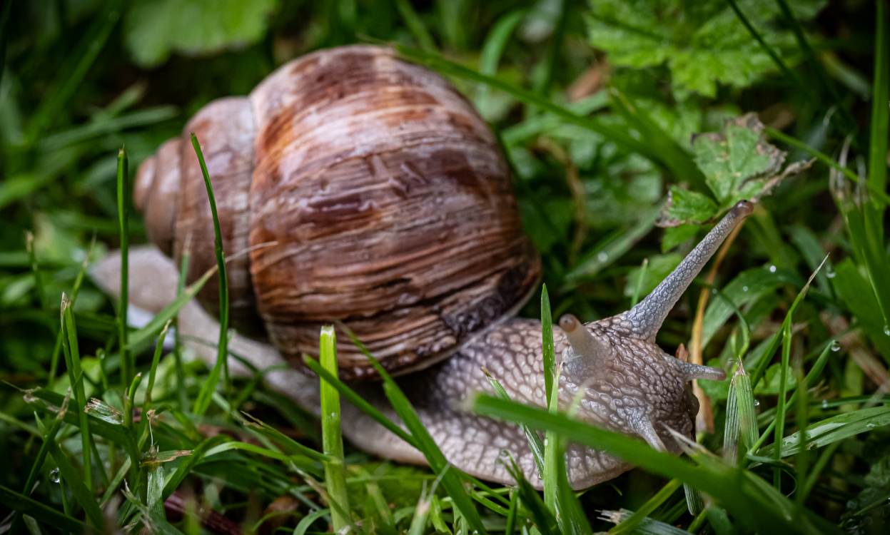 Schnecken unterwegs