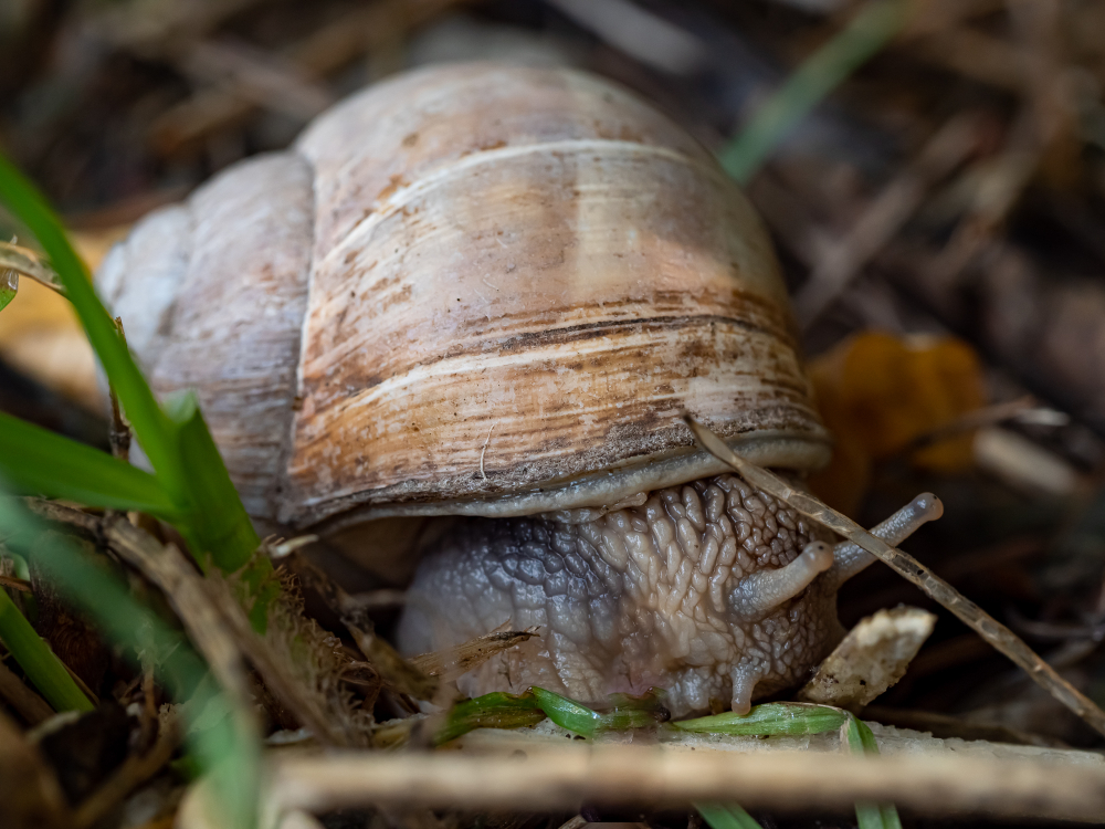 Schnecken unterwegs
