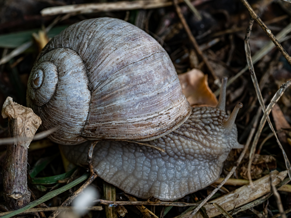 Schnecken unterwegs