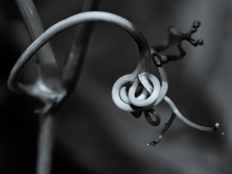 Naturschönheiten in Schwarzweiss