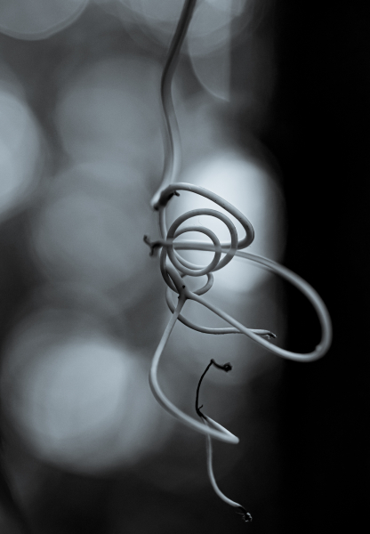 Naturschönheiten in Schwarzweiss