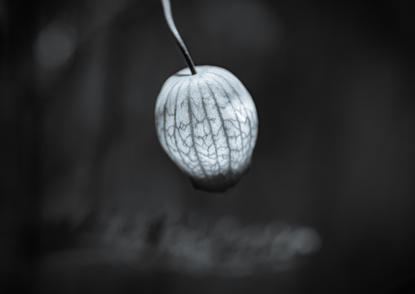 Naturschönheiten in Schwarzweiss