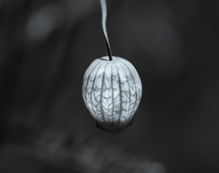 Naturschönheiten in Schwarzweiss