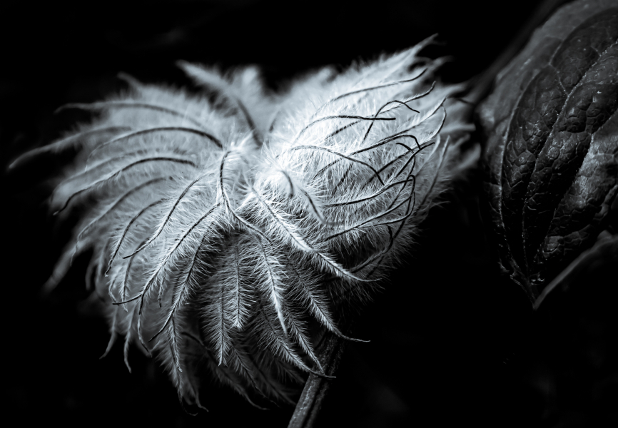 Naturschönheiten in Schwarzweiss