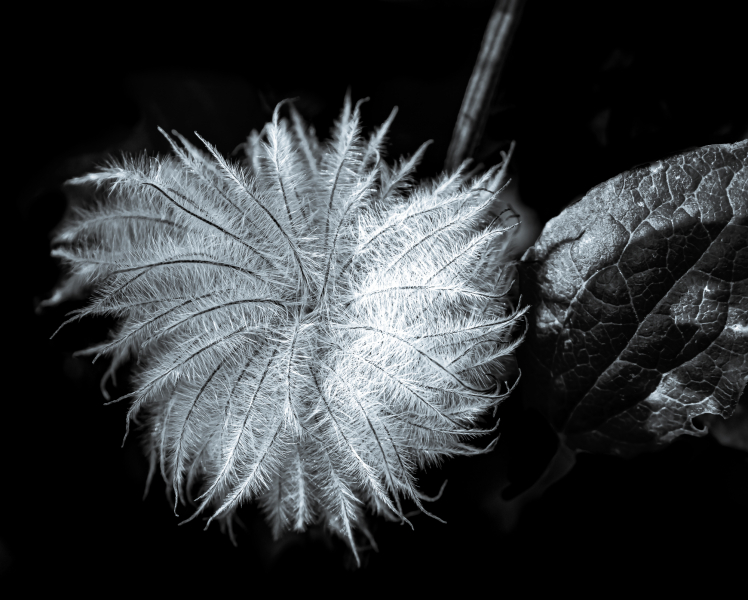 Naturschönheiten in Schwarzweiss