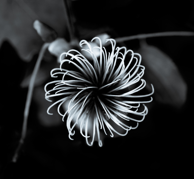 Naturschönheiten in Schwarzweiss