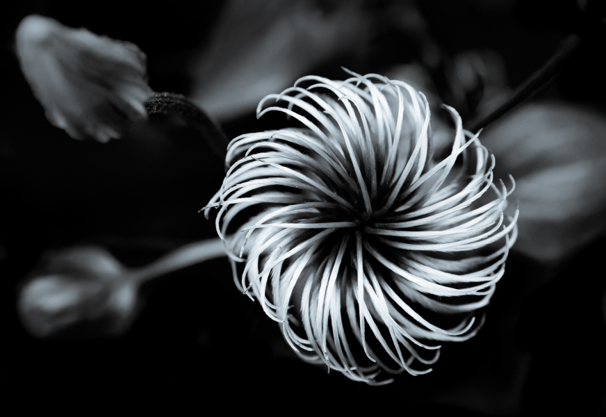 Naturschönheiten in Schwarzweiss