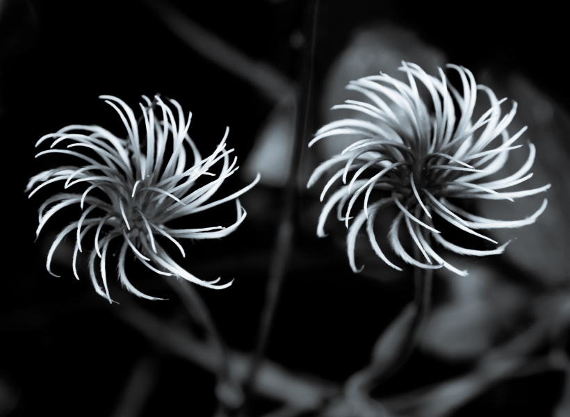 Naturschönheiten in Schwarzweiss