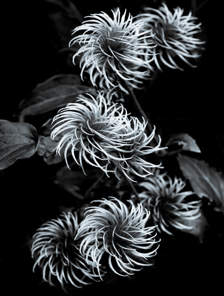 Naturschönheiten in Schwarzweiss