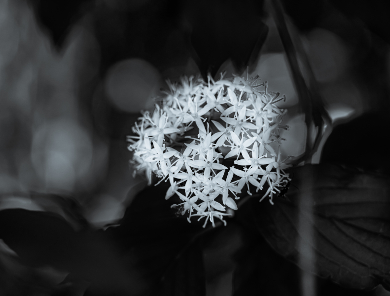 Naturschönheiten in Schwarzweiss