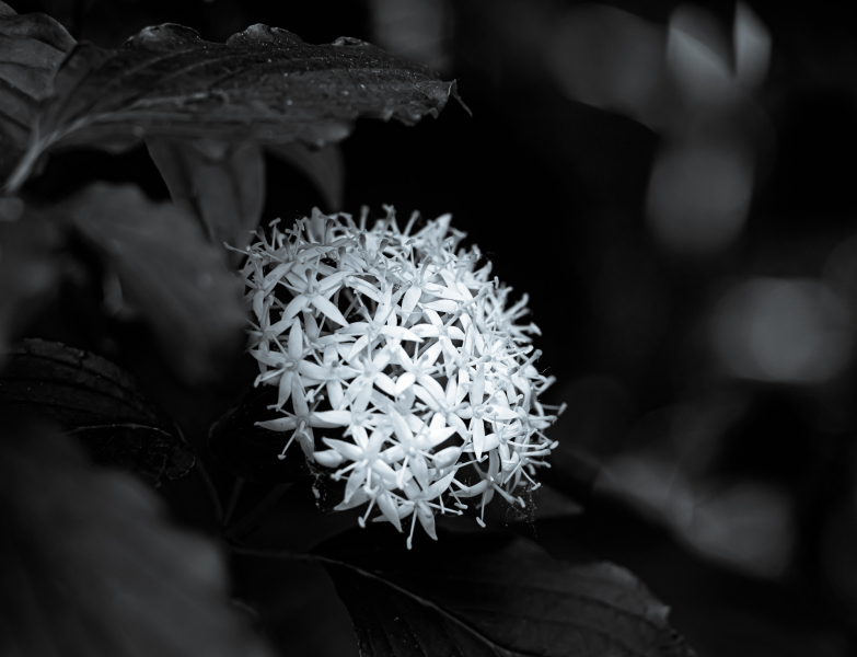 Naturschönheiten in Schwarzweiss