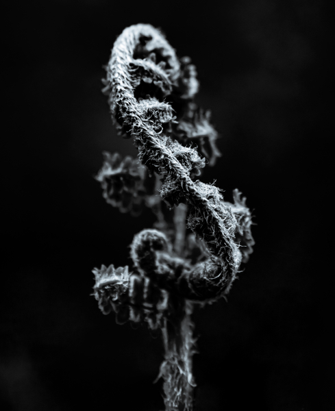 Naturschönheiten in Schwarzweiss