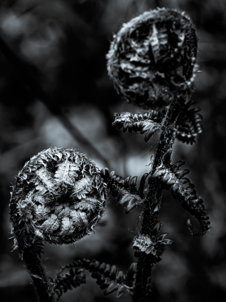 Naturschönheiten in Schwarzweiss