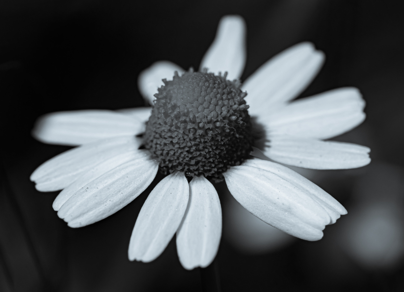 Naturschönheiten in Schwarzweiss
