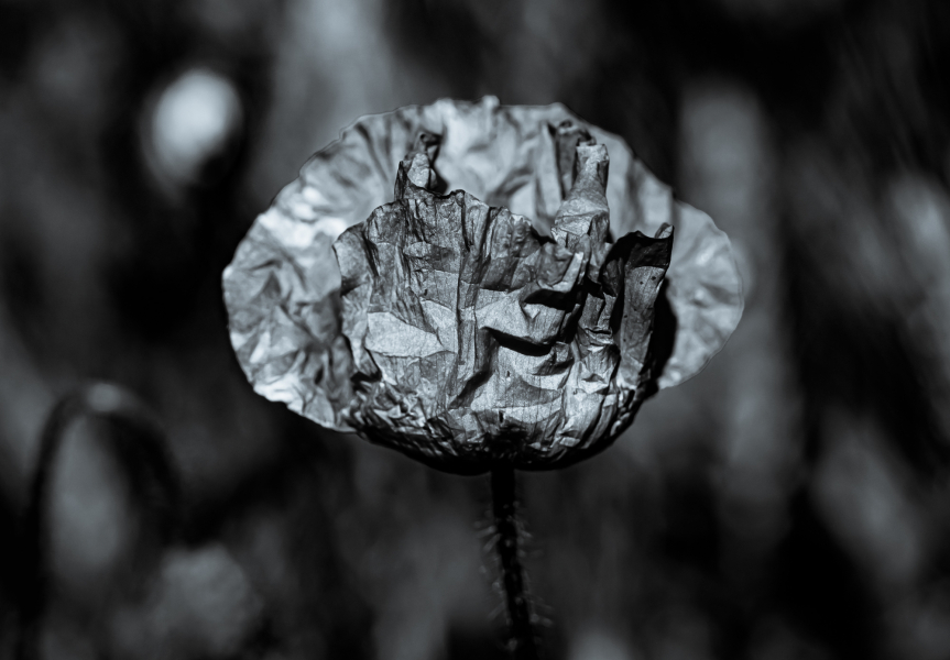 Naturschönheiten in Schwarzweiss