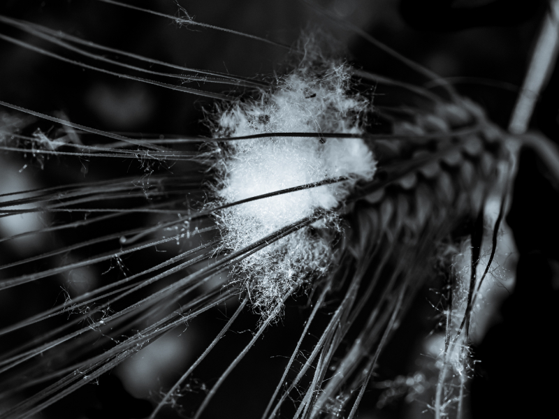 Naturschönheiten in Schwarzweiss